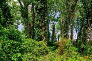 subtropical liana floresta dentro a delta do a samur rio foto