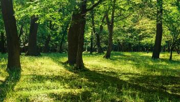 panorama dentro a carvalho floresta em uma ensolarado dia foto