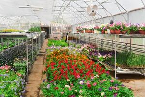 interior do uma estufa para crescendo flores e ornamental plantas foto