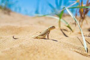 lagarto cabeça de sapo agama entre a seco Relva dentro a dunas foto