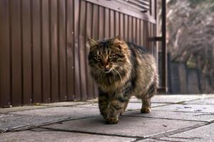 disperso gato caminhando baixa a rua fechar-se foto