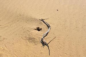 cabeça de sapo agama lagarto perto Está toca dentro a areia do a deserto foto