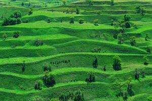 montanha panorama com verde agrícola terraços em a declives foto