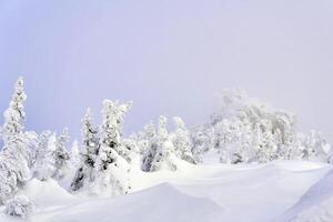 brilhante inverno panorama com Nevado coníferas e uma Rocha dentro a distância foto