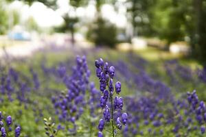 azul acônito inflorescência em borrado parque fundo foto