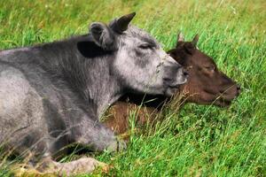 dois vacas dentro a pasto deitado em repouso amontoado juntos foto