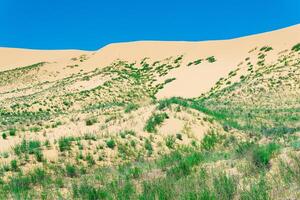 arenoso deserto coberto com brilhante Primavera vegetação, sarykum duna dentro daguestão foto