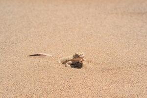 deserto lagarto cabeça de sapo agama metade escavação dentro a areia, fechar-se foto