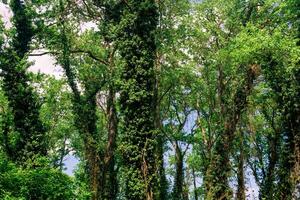 coroas e roupa de baixo do alta árvores dentro uma denso folha larga floresta foto