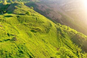 terras altas pasto, verde ensolarado montanha declive com numerosos pastar caminhos foto