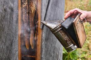 apicultor trabalho com uma colmeia do uma tradicional forma - abelha Chiclete - usando uma fumante foto