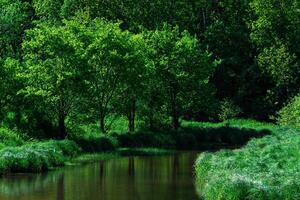 pequeno sombrio floresta rio entre bancos com água prados foto