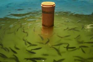 fragmento do uma piscina para crescendo truta às uma peixe incubatório foto