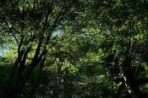 árvore coroas com verde folhagem - uma Veja a partir de a inferior acima dentro uma faia Arvoredo foto