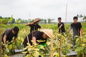 5 jovem ásia agricultores estão Ordenação beringelas para colheita. durante a dia usando tradicional equipamento e Preto Camisetas foto