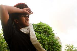 ásia agricultor é cansado carregando uma saco do couve depois de colheita. de vestindo uma Preto camiseta e tradicional chapéu durante a dia foto