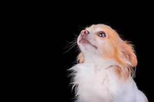 estúdio retrato do uma mini procriar cachorro. chihuahua branco com vermelho cor em uma Preto fundo. foto