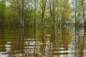 Arvoredo inundado durante Primavera inundar foto