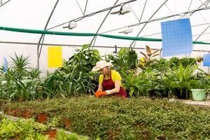 mulher florista carinhoso para plantas de interior dentro uma estufa foto