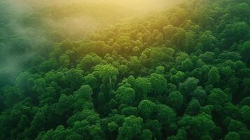 ai gerado aéreo topo Visão floresta árvore, floresta tropical ecossistema e saudável meio Ambiente conceito fundo, textura do verde árvore floresta Visão a partir de acima, lindo nascer do sol sobre a montanhas foto