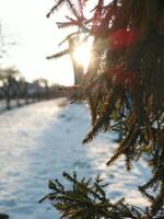 galhos do uma Natal árvore e a raios do a brilhante Sol entre eles em uma inverno dia foto