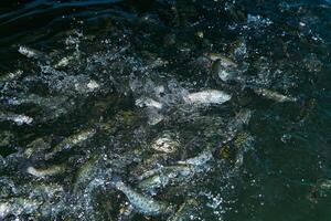 truta espirrando dentro a água às uma peixe Fazenda esperando para alimentando foto