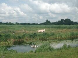 lindo panorama com uma verde campo e uma vaca em repouso dentro uma Prado, patos natação dentro uma lago foto