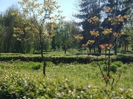 árvores e arbustos dentro a parque debaixo a caloroso brilhante Sol foto