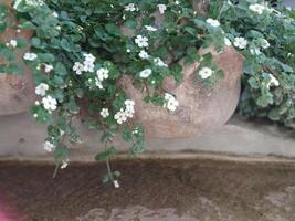 branco flores em uma volta pedra, rua decoração foto