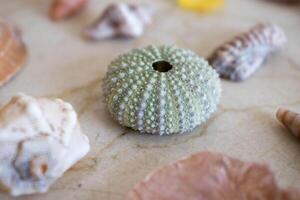 uma seleção do conchas do mar e coral apresentado em uma mesa. foto