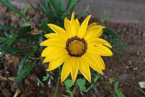 gazania rigens as vezes chamado Tesouro flor, é uma espécies do floração plantar dentro a família asteraceae, nativo para costeiro áreas do sulista África. foto