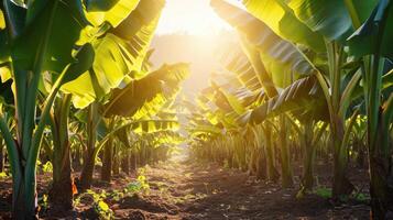 ai gerado banana árvore plantação dentro natureza com luz do dia foto