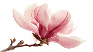 ai gerado Rosa magnólia flor isolado em branco fundo com cheio profundidade do campo foto