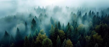 ai gerado panorama foto do abeto enevoado floresta com névoa. natural estético Visão para meio Ambiente consciência.