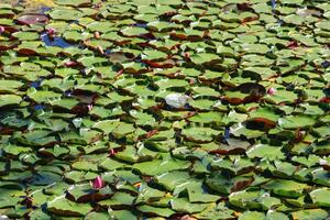 colorida lótus flor acima a lago. nelumbo é uma gênero do aquático plantas com grande, vistoso flores foto
