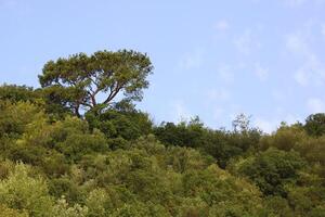 árvores e céu dentro a floresta foto