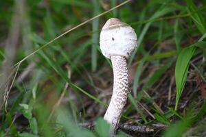 fino grandes branco venenoso cogumelo dentro a floresta foto