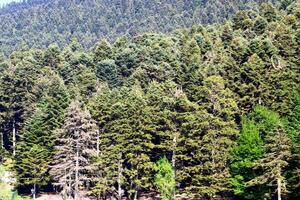 pinho árvores dentro a floresta. Bolu, Turquia foto