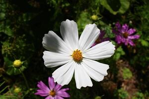 cosmos bipinato, comumente chamado a jardim cosmos ou mexicano áster foto