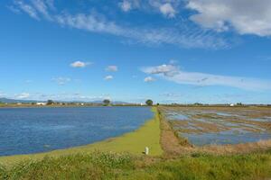 calma rural panorama com uma inundado campo debaixo uma azul céu com fofo nuvens, Ebro delta, Tarragona, catalunha, Espanha foto