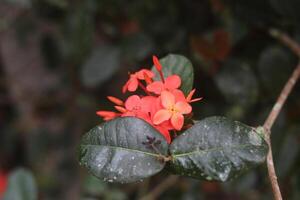 vermelho flor com pequeno petoles. foto