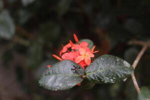 vermelho flor com pequeno petoles. foto