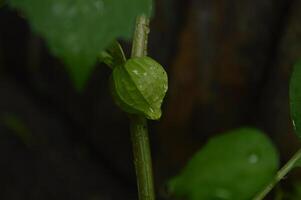 ciplukan plantas este crescer dentro charnecas, seco arroz Campos e por aí florestas. plantas com a latim nomes physalis angulata e physalis mínimos. estrangeiros ligar eles morel bagas. medicinal plantas foto