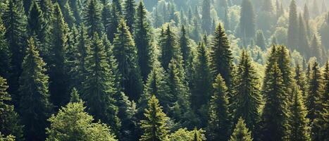 ai gerado exuberante verde coníferas dentro uma denso, enevoado floresta panorama foto