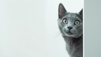 ai gerado russo azul gato espreitar por aí canto 2 foto