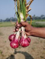 agricultor mão segurando vermelho cebola dentro a campo campo do Bangladesh foto