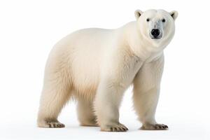 ai gerado polar Urso clipart foto