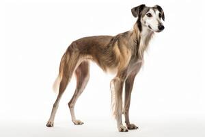 ai gerado saluki cachorro clipart foto