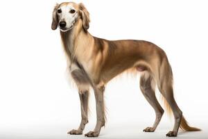 ai gerado saluki cachorro clipart foto