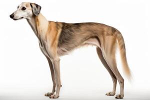 ai gerado saluki cachorro clipart foto